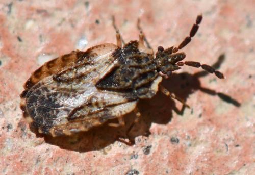 Aradus depressus